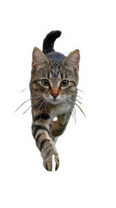 Running Cat V10 Vinyl Car Decal Sticker – Waterproof & UV-Resistant 4.8533333333333335"