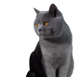 British Shorthair Cat V15 Vinyl Car Decal Sticker – Waterproof & UV-Resistant 3.4133333333333336"