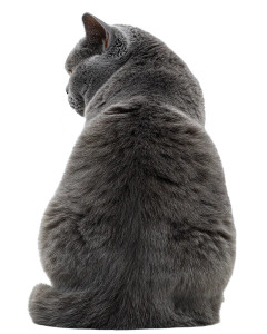 Grey British Shorthair V3 Vinyl Car Decal Sticker – Waterproof & UV-Resistant 4.0"