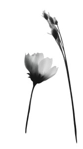 Dutch Still Fern Vinyl Car Decal Sticker – Waterproof & UV-Resistant 4.8533333333333335"