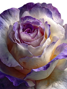 White Purple Rose Vinyl Car Decal Sticker – Waterproof & UV-Resistant 4.1066666666666665"