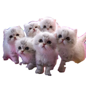 Futuristic Neon Kittens Vinyl Car Decal Sticker – Waterproof & UV-Resistant 3.4133333333333336" Futuristic Neon Kittens Vinyl Car Decal Sticker – Waterproof & UV-Resistant 3.4133333333333336"