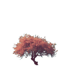 Blooming Apple Tree V3 Vinyl Car Decal Sticker – Waterproof & UV-Resistant 6.826666666666667"