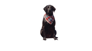 Vintage Labrador Portrait Vinyl Car Decal Sticker – Waterproof & UV-Resistant 5.4
