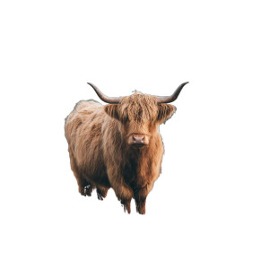 Highland Cow V5 Vinyl Car Decal Sticker – Waterproof & UV-Resistant 3.4133333333333336" Highland Cow V5 Vinyl Car Decal Sticker – Waterproof & UV-Resistant 3.4133333333333336"