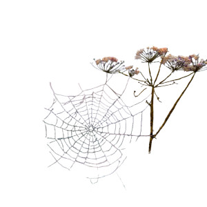 Iridescent Spider Web V2 Vinyl Car Decal Sticker – Waterproof & UV-Resistant 6.826666666666667"