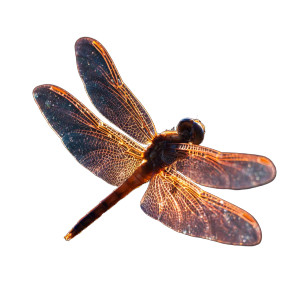 Sparkling Dragonfly Vinyl Car Decal Sticker – Waterproof & UV-Resistant 6.826666666666667" Sparkling Dragonfly Vinyl Car Decal Sticker – Waterproof & UV-Resistant 6.826666666666667"