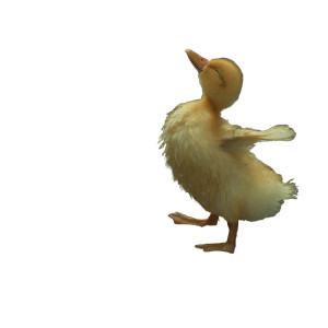 Joyful Duckling Dance Vinyl Car Decal Sticker – Waterproof & UV-Resistant 3.4133333333333336"