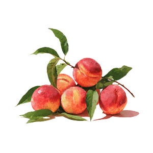 Fresh Peaches Vinyl Car Decal Sticker – Waterproof & UV-Resistant 6.826666666666667"