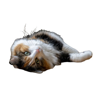 Fat Calico Cat Vinyl Car Decal Sticker – Waterproof & UV-Resistant 3.4133333333333336"