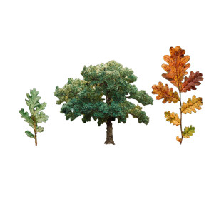 Oak Growth Timelapse Vinyl Car Decal Sticker – Waterproof & UV-Resistant 6.826666666666667"