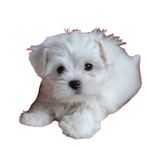Cute Maltese Puppy V3 Vinyl Car Decal Sticker – Waterproof & UV-Resistant 3.4133333333333336"