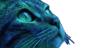 Striking-Eyed Cat Vinyl Car Decal Sticker – Waterproof & UV-Resistant 2.72"