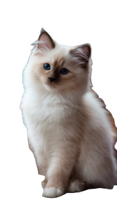 Fluffy Ragdoll Cat V12 Vinyl Car Decal Sticker – Waterproof & UV-Resistant 4.8533333333333335" Fluffy Ragdoll Cat V12 Vinyl Car Decal Sticker – Waterproof & UV-Resistant 4.8533333333333335"