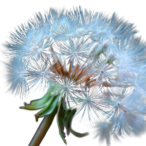 Dandelion Photos Vinyl Car Decal Sticker – Waterproof & UV-Resistant 3.4133333333333336"