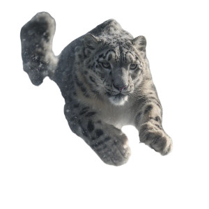 Snow Leopard Pounce Vinyl Car Decal Sticker – Waterproof & UV-Resistant 6.826666666666667"