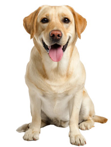 Happy Yellow Labrador V3 Vinyl Car Decal Sticker – Waterproof & UV-Resistant 4.1066666666666665" Happy Yellow Labrador V3 Vinyl Car Decal Sticker – Waterproof & UV-Resistant 4.1066666666666665"