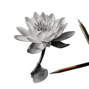Water Lily Drawing Vinyl Car Decal Sticker – Waterproof & UV-Resistant 3.4133333333333336"