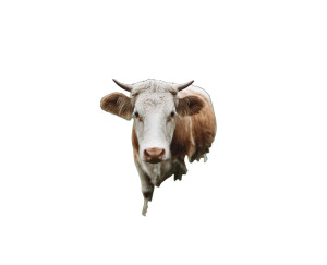 Alpine Cow Vinyl Car Decal Sticker – Waterproof & UV-Resistant 3.2"