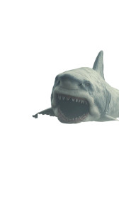 Stranded Megalodon Discovery Vinyl Car Decal Sticker – Waterproof & UV-Resistant 4.8533333333333335"