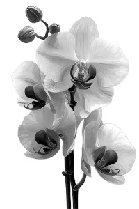Fantasy Orchid Bloom Vinyl Car Decal Sticker – Waterproof & UV-Resistant 4.4