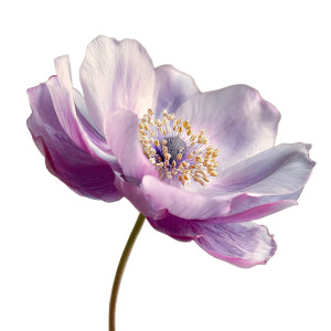 Anemone Flower Vinyl Car Decal Sticker – Waterproof & UV-Resistant 3.4133333333333336"