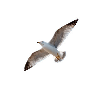 White Seagull Flying V2 Vinyl Car Decal Sticker – Waterproof & UV-Resistant 3.4133333333333336"