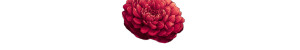 Red Dahlia Flower Vinyl Car Decal Sticker – Waterproof & UV-Resistant 1.493333333333333