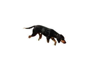Coonhound In Meadow Vinyl Car Decal Sticker – Waterproof & UV-Resistant 2.986666666666667"