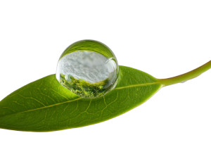Dewdrop On Leaf V5 Vinyl Car Decal Sticker – Waterproof & UV-Resistant 6.1866666666666665"