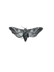 Hands Holding Moth V2 Vinyl Car Decal Sticker – Waterproof & UV-Resistant 8.213333333333333"