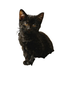 Black Kitten Pumpkin Vinyl Car Decal Sticker – Waterproof & UV-Resistant 4.4