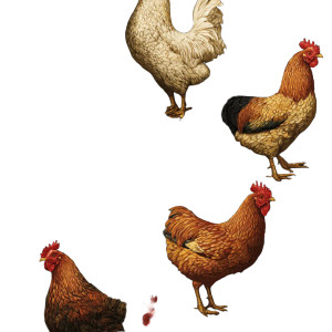 Chickens And Sunflowers Vinyl Car Decal Sticker – Waterproof & UV-Resistant 6.826666666666667"