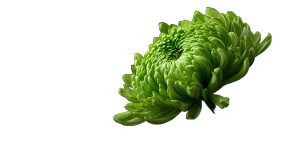 Green Chrysanthemum Bloom Vinyl Car Decal Sticker – Waterproof & UV-Resistant 2.72"