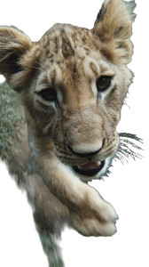 Adorable Lion Cub Vinyl Car Decal Sticker – Waterproof & UV-Resistant 4.8533333333333335"