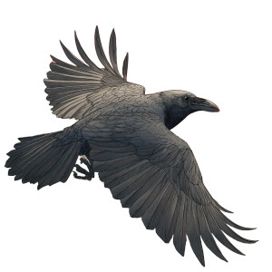 Spooky Flying Raven Vinyl Car Decal Sticker – Waterproof & UV-Resistant 3.4133333333333336" Spooky Flying Raven Vinyl Car Decal Sticker – Waterproof & UV-Resistant 3.4133333333333336"