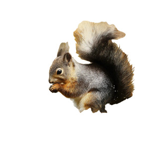 Autumn Squirrel Vinyl Car Decal Sticker – Waterproof & UV-Resistant 3.4133333333333336"
