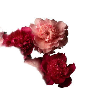 Vibrant Peonies Arrangement Vinyl Car Decal Sticker – Waterproof & UV-Resistant 3.4133333333333336" Vibrant Peonies Arrangement Vinyl Car Decal Sticker – Waterproof & UV-Resistant 3.4133333333333336"