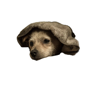Abandoned Birthday Dog V5 Vinyl Car Decal Sticker – Waterproof & UV-Resistant 3.4133333333333336"