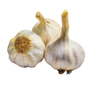 Realistic Watercolor Garlic Vinyl Car Decal Sticker – Waterproof & UV-Resistant 3.4133333333333336" Realistic Watercolor Garlic Vinyl Car Decal Sticker – Waterproof & UV-Resistant 3.4133333333333336"