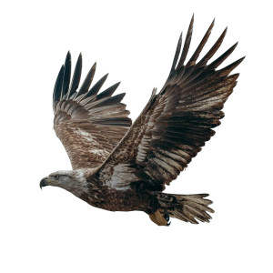 Flying Eagle V11 Vinyl Car Decal Sticker – Waterproof & UV-Resistant 3.4133333333333336"