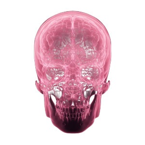Brain In Skull Vinyl Car Decal Sticker – Waterproof & UV-Resistant 3.4133333333333336"