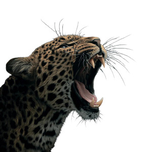 Angry Leopard Vinyl Car Decal Sticker – Waterproof & UV-Resistant 3.4133333333333336" Angry Leopard Vinyl Car Decal Sticker – Waterproof & UV-Resistant 3.4133333333333336"