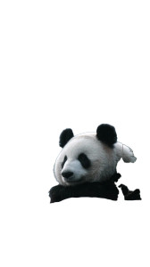 Rolling Giant Panda Vinyl Car Decal Sticker – Waterproof & UV-Resistant 9.706666666666667"