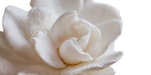 Gardenia Macro Shot Vinyl Car Decal Sticker – Waterproof & UV-Resistant 5.12"