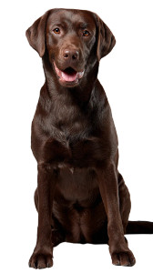 Happy Labrador Retriever V5 Vinyl Car Decal Sticker – Waterproof & UV-Resistant 4.8533333333333335" Happy Labrador Retriever V5 Vinyl Car Decal Sticker – Waterproof & UV-Resistant 4.8533333333333335"
