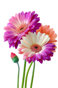 Gerbera Daisies Close-Up Vinyl Car Decal Sticker – Waterproof & UV-Resistant 9.066666666666666"