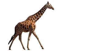 Surreal Giraffe Vinyl Car Decal Sticker – Waterproof & UV-Resistant 5.4 Surreal Giraffe Vinyl Car Decal Sticker – Waterproof & UV-Resistant 5.4