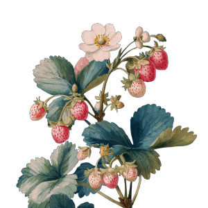 Strawberry Plant Illustration Vinyl Car Decal Sticker – Waterproof & UV-Resistant 6.826666666666667" Strawberry Plant Illustration Vinyl Car Decal Sticker – Waterproof & UV-Resistant 6.826666666666667"