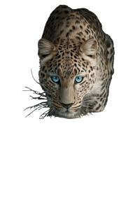 Hypnotic Blue-Eyed Leopard Vinyl Car Decal Sticker – Waterproof & UV-Resistant 4.4
